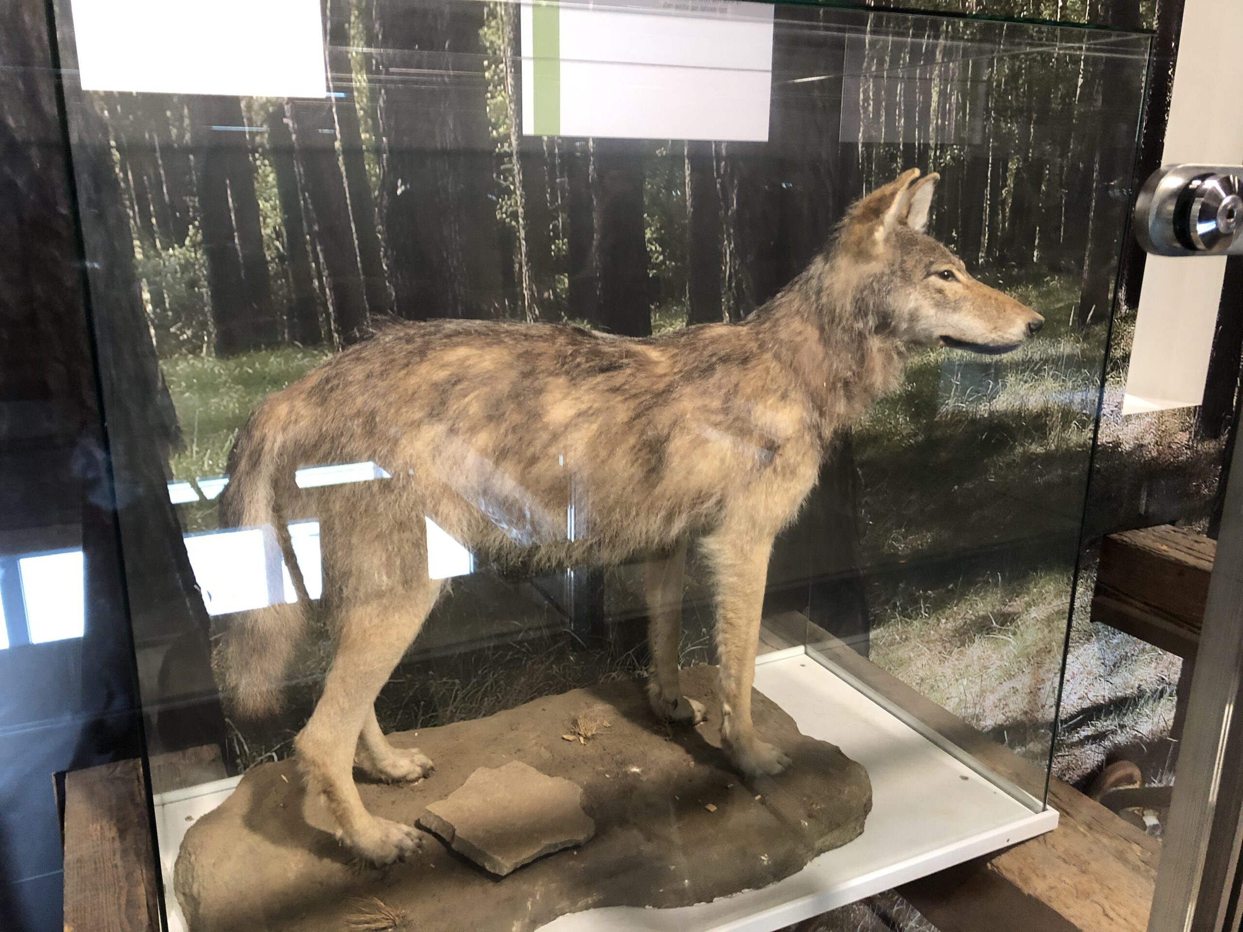 Schorfheidemuseum - Wolf, ausgestopft