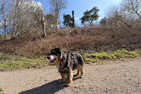 Lilo von Köpenick beim Jaczo-Denkmal (im Hintergrund oben)